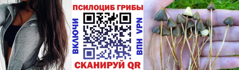 Галлюциногенные грибы Psilocybine cubensis Фурманов
